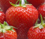 Strawberry Fertilizers